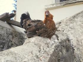 photo coins arrondis