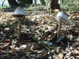 photo coins arrondis