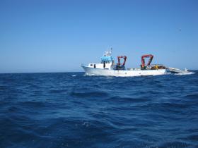 Dauphins au large de Canet